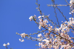 春なので