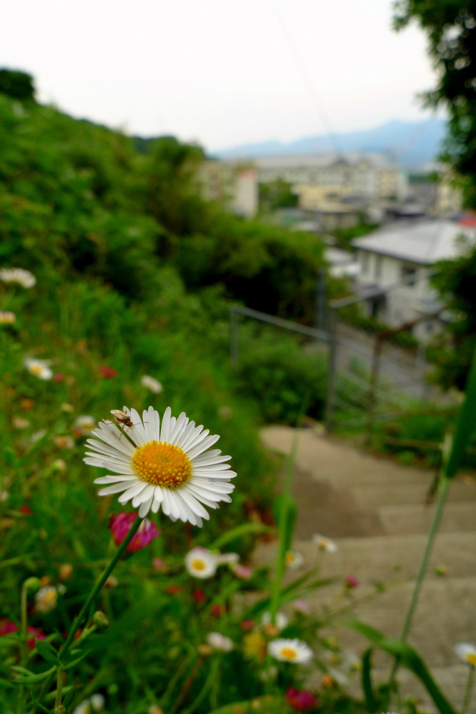 坂に咲く