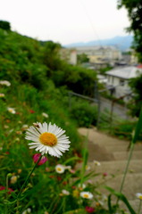 坂に咲く