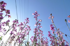 空の五線譜