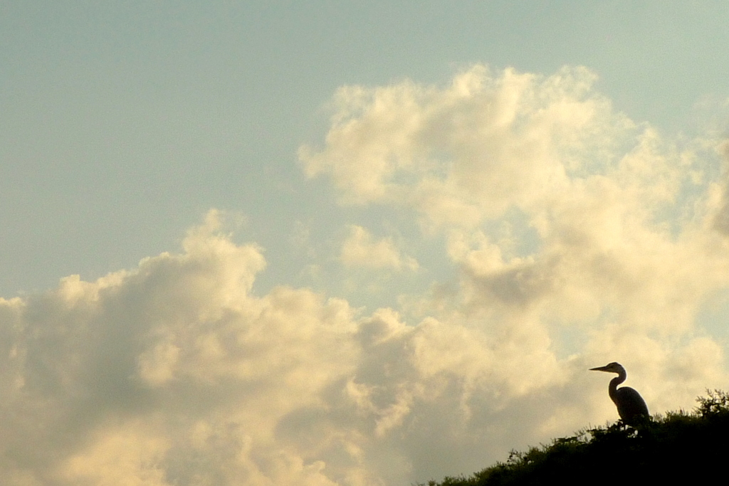 雌鳥心と秋の空
