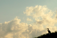 雌鳥心と秋の空