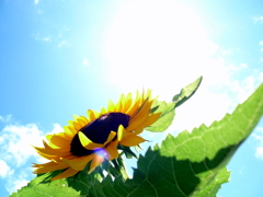 夏の定番