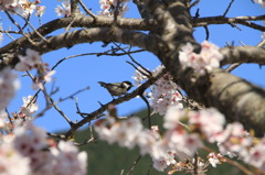 鳥を撮りました