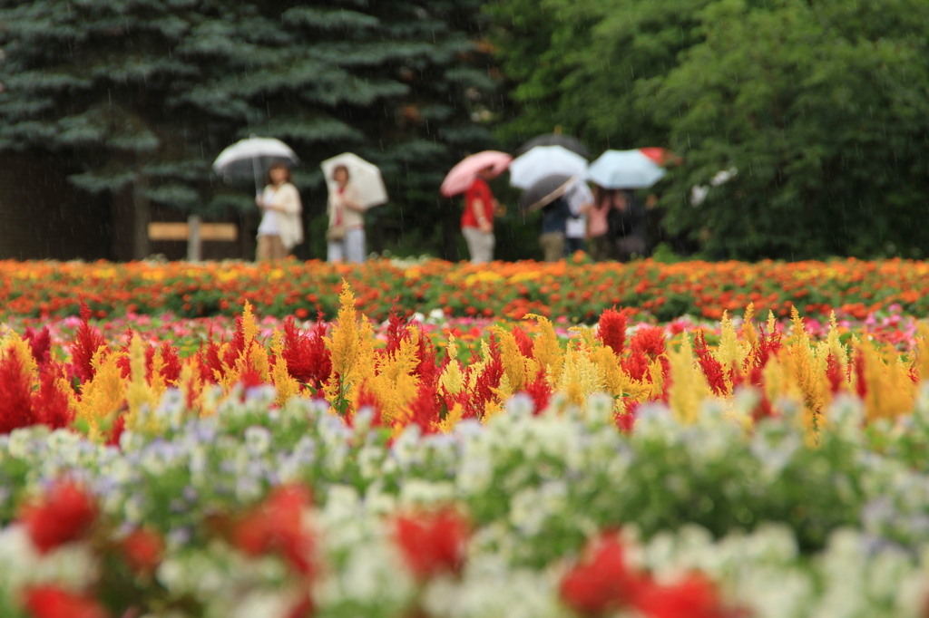 花咲く富良野