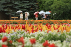 花咲く富良野