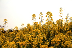 菜の花