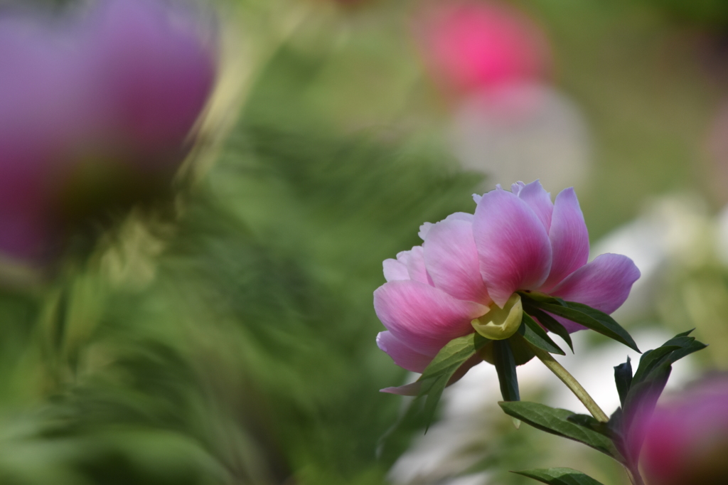 芍薬