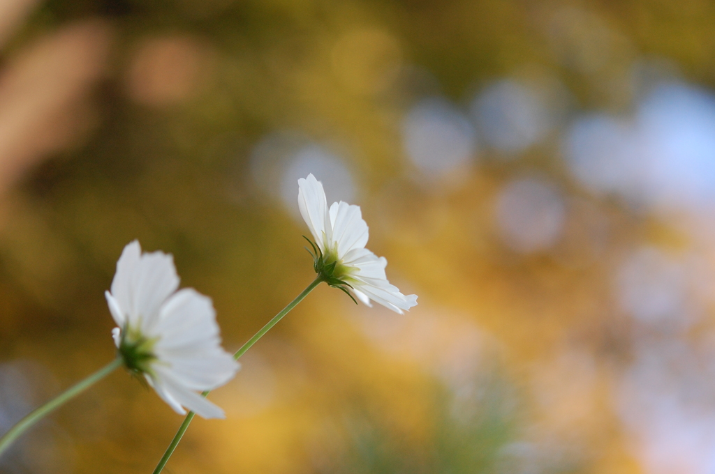 秋桜　　　－白ー