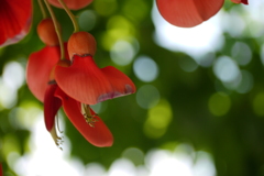 初めて見るお花でした・・