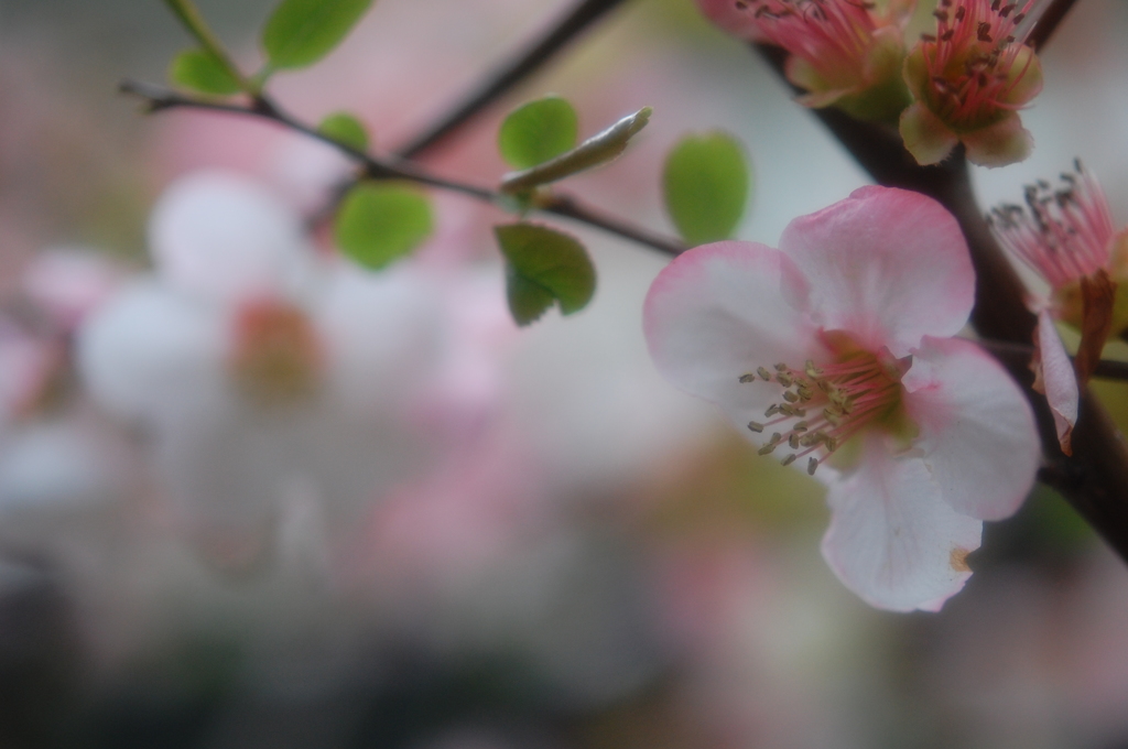 木瓜（ぼけ）・・・
