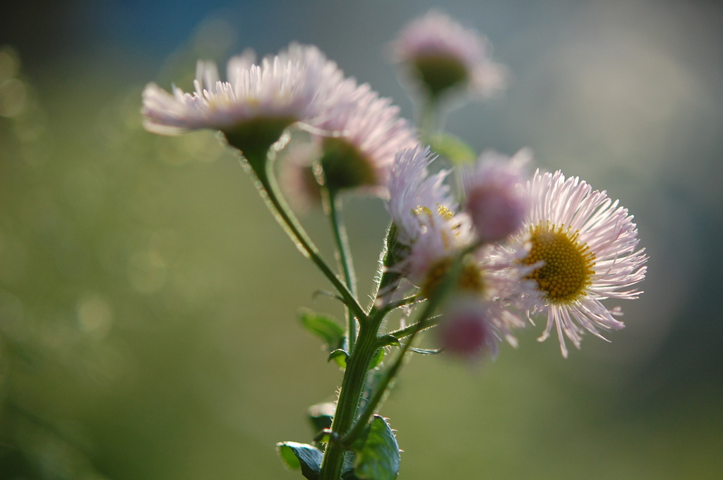 野の花・・