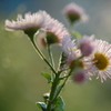 野の花・・