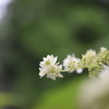 山あじさい　Ⅱ