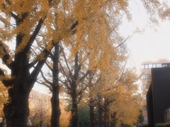 街路樹・・