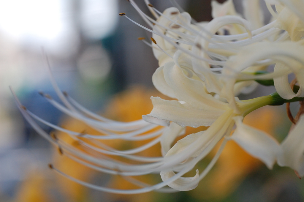 白い彼岸花・・・
