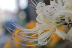 白い彼岸花・・・