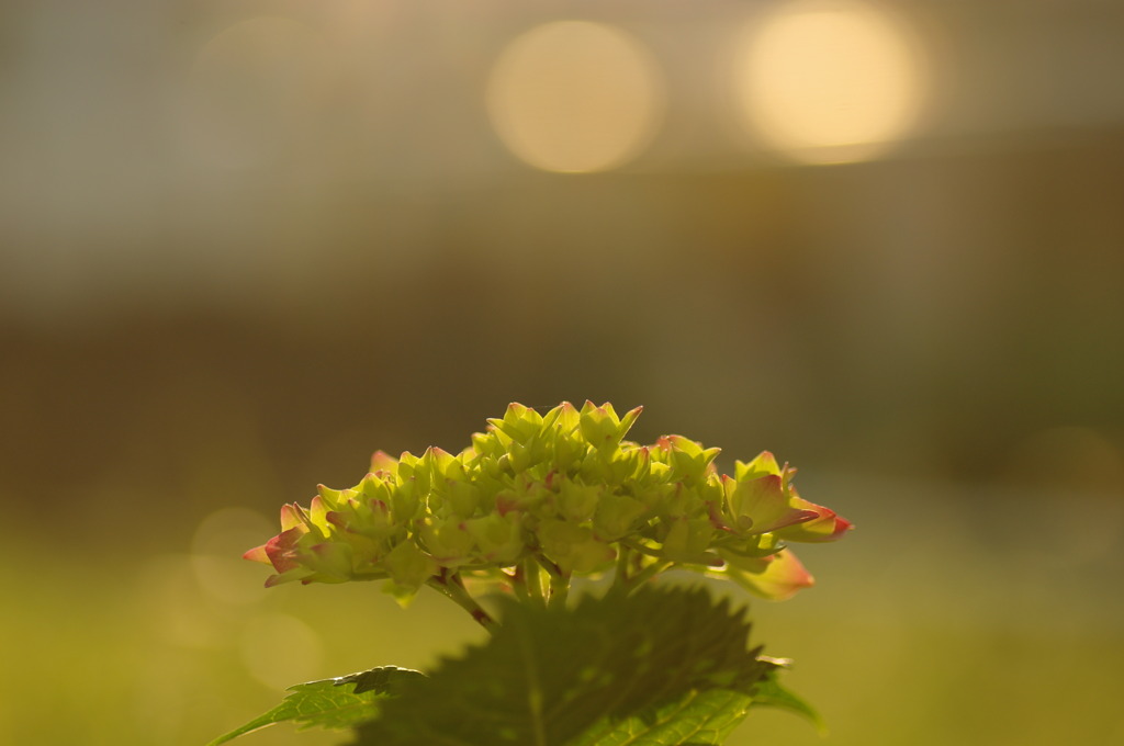 夕陽につつまれ・・