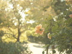 夢P1000475