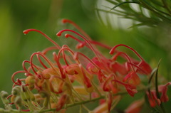 角度を変えて・・やっぱり花？
判明～グレビレア～