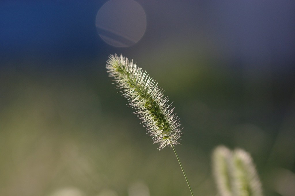 えのころ草4612
