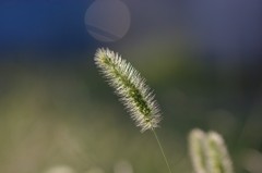 えのころ草4612