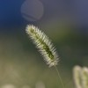 えのころ草4612