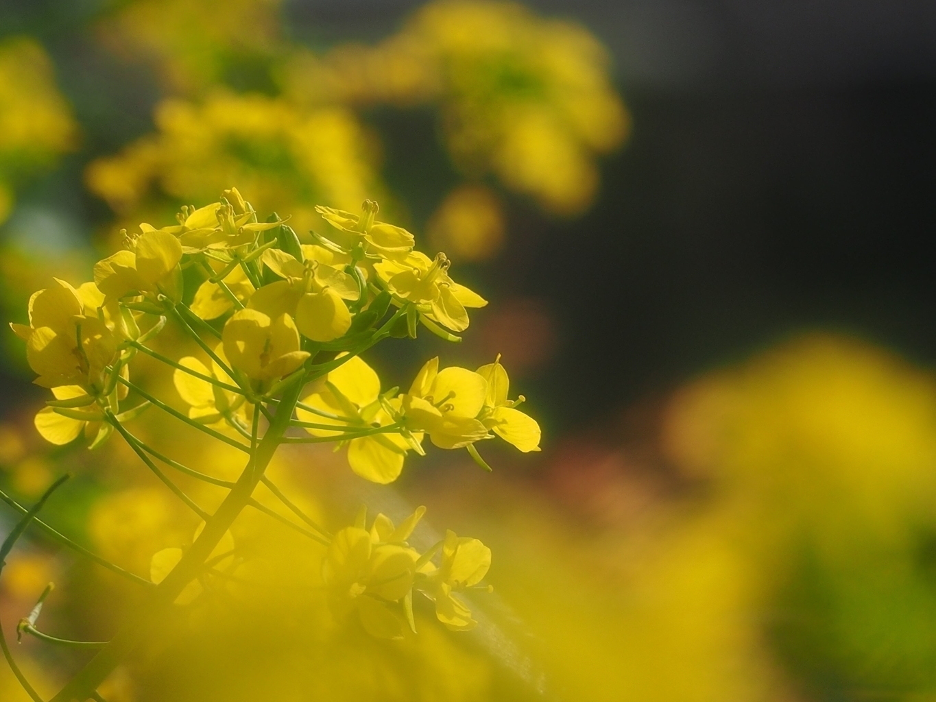 菜の花