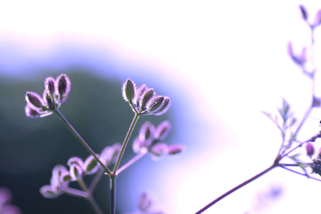 光の中で・・