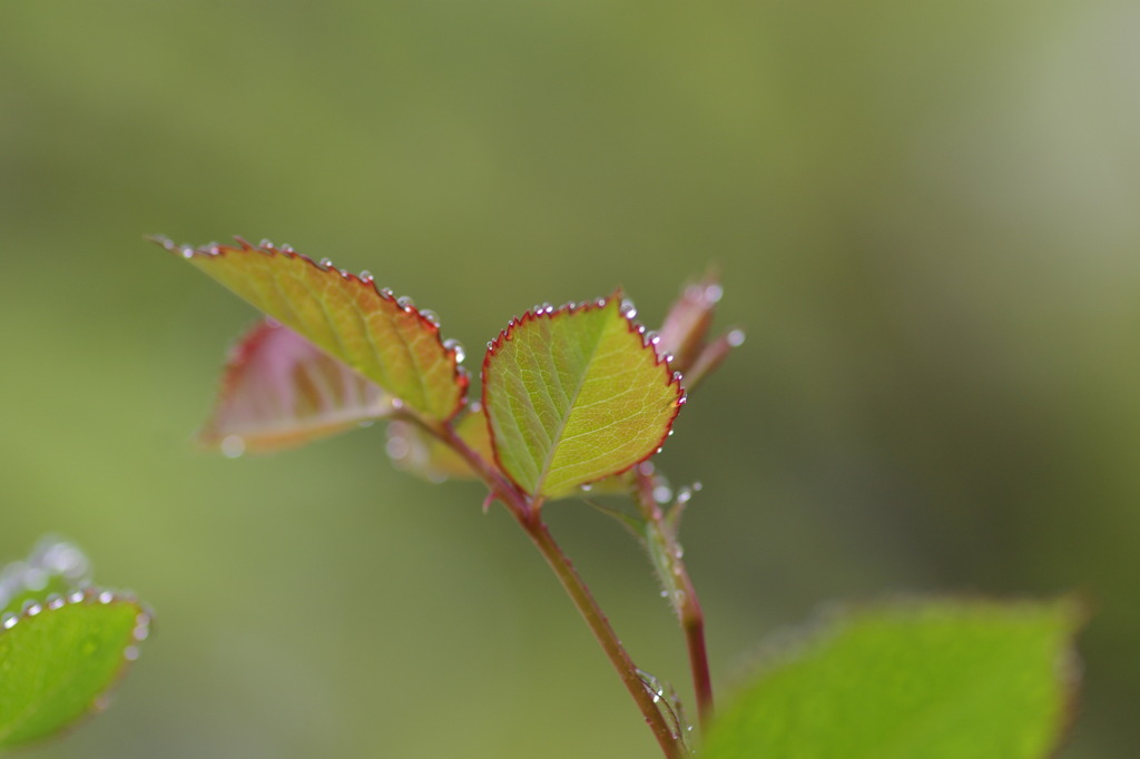 雨に唄えば～