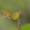 雨に唄えば～