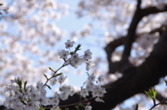 遠く古（いにしえ）より継がれて・・