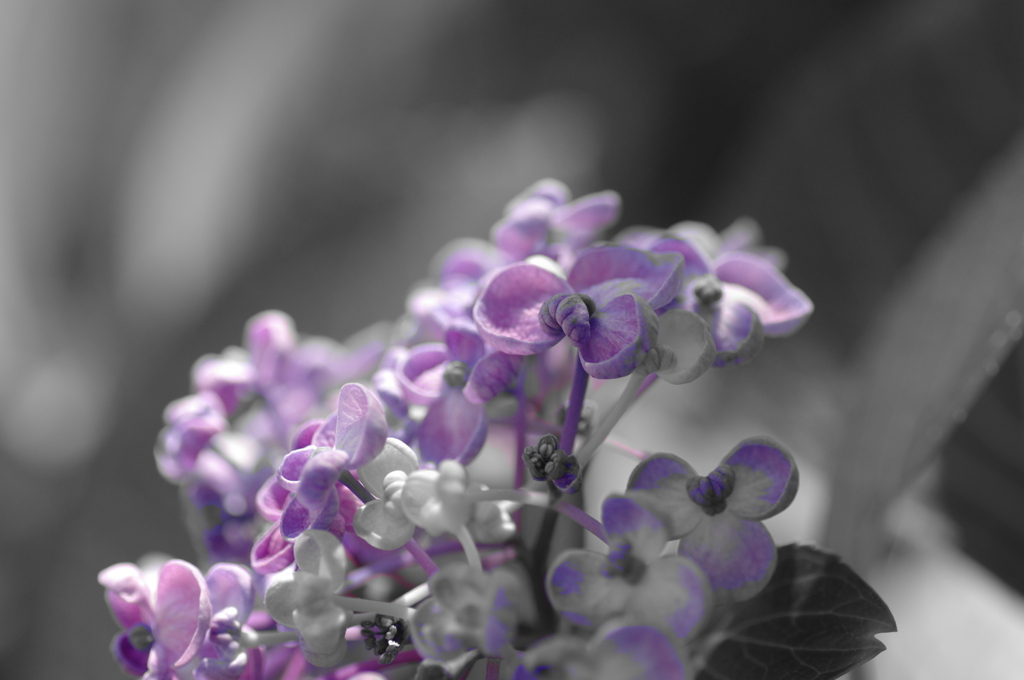 紫・・・陽・・・花・・