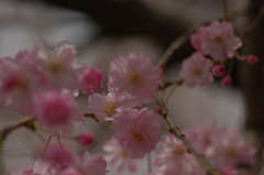 キュートな