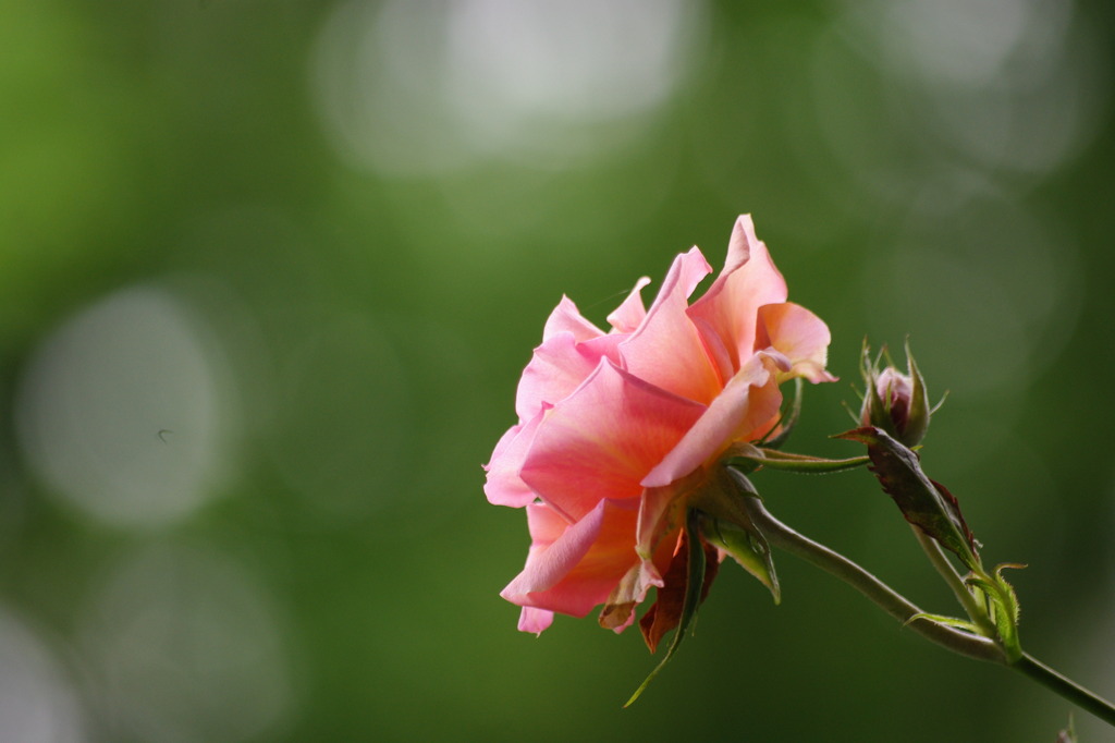 rose2467