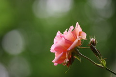 rose2467