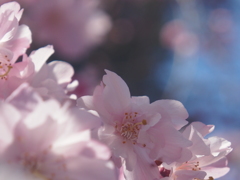 しだれ桜