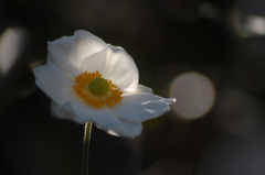 月に願いを・・・☆