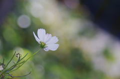 秋桜　　－白ー