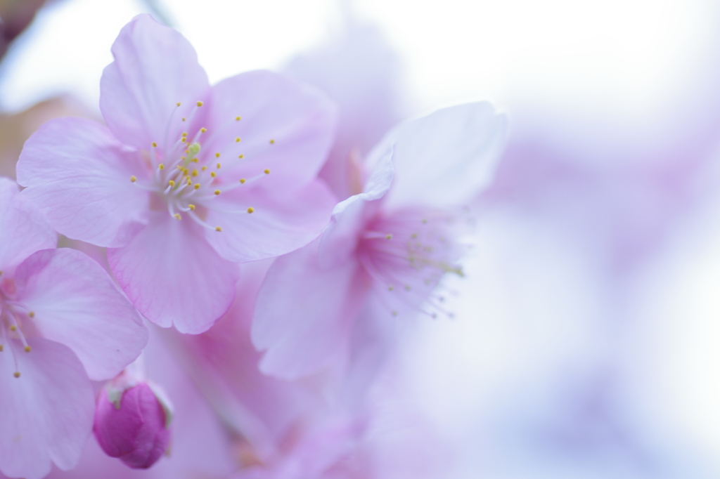河津桜・・・