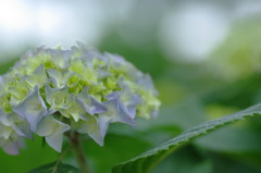 紫陽花　青い想い