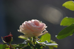 薔薇