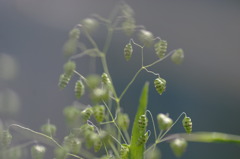 雑草ですが・・
