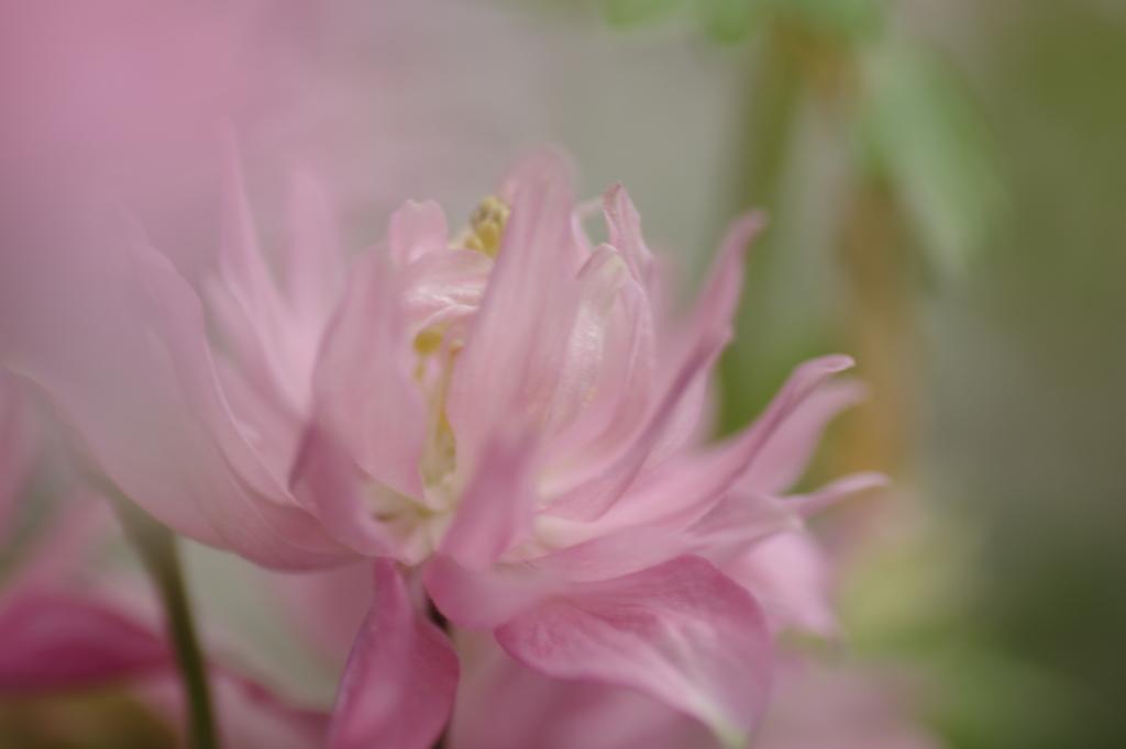 八重咲きオダマキ