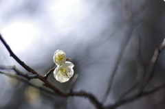 花言葉は、澄んだ心
