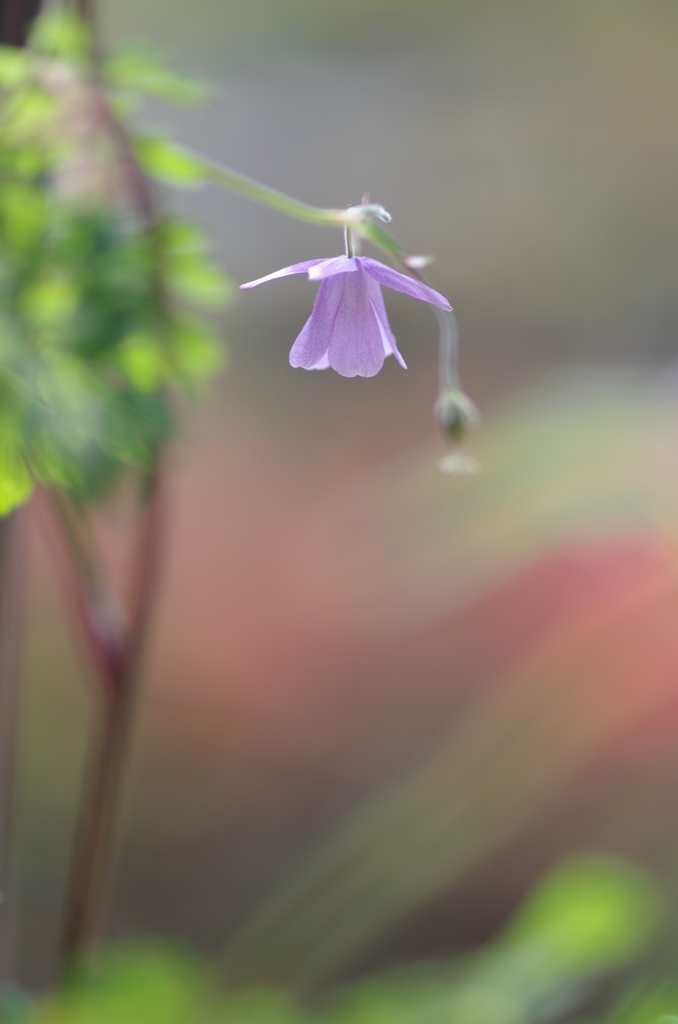 続・風鈴おだまき　　－by  pentaxー