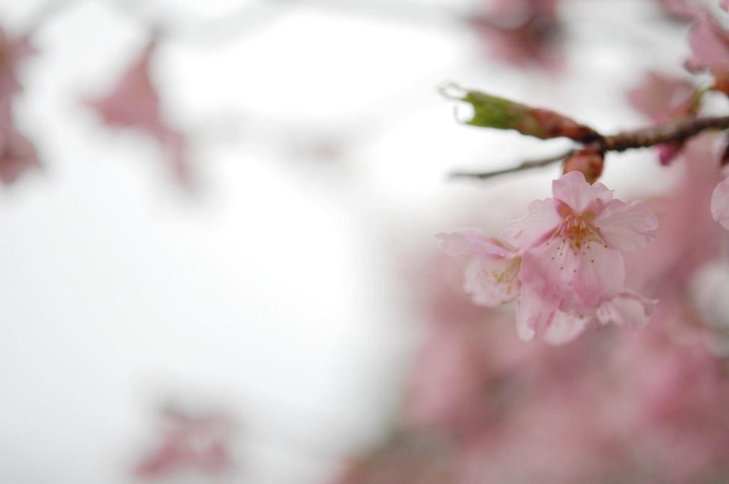 花いちもんめ～