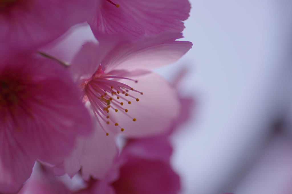 麗花　　－桜ー