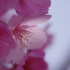 麗花　　－桜ー