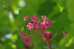 花札に出てくるお花・・？・・